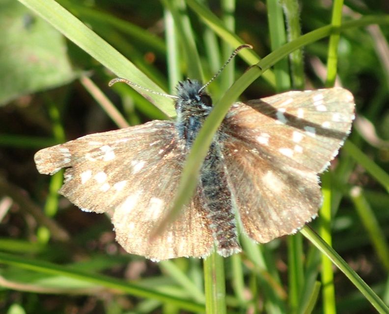 Pyrgus armoricanus - feles busalepke