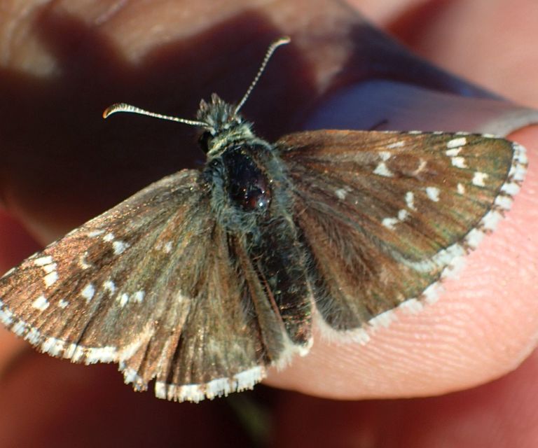 Pyrgus serratulae - homályos busalepke