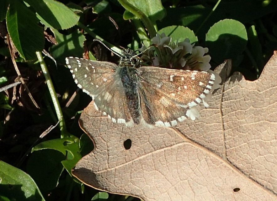 Pyrgus serratulae - homályos busalepke