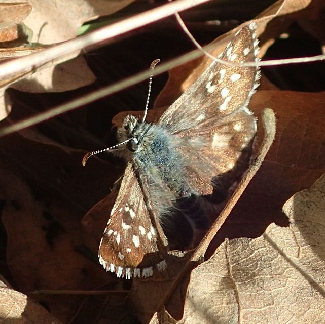 Pyrgus armoricanus - feles busalepke