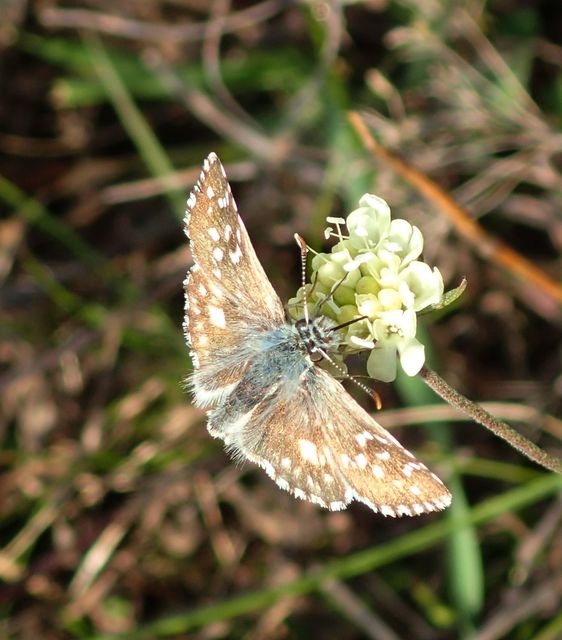 Pyrgus armoricanus - feles busalepke