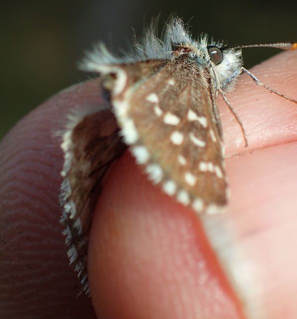 Pyrgus armoricanus - feles busalepke