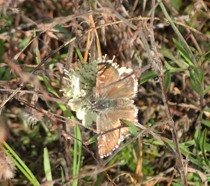 Pyrgus serratulae - homályos busalepke