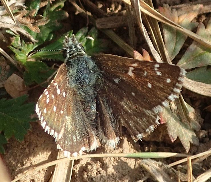 Pyrgus serratulae - homályos busalepke