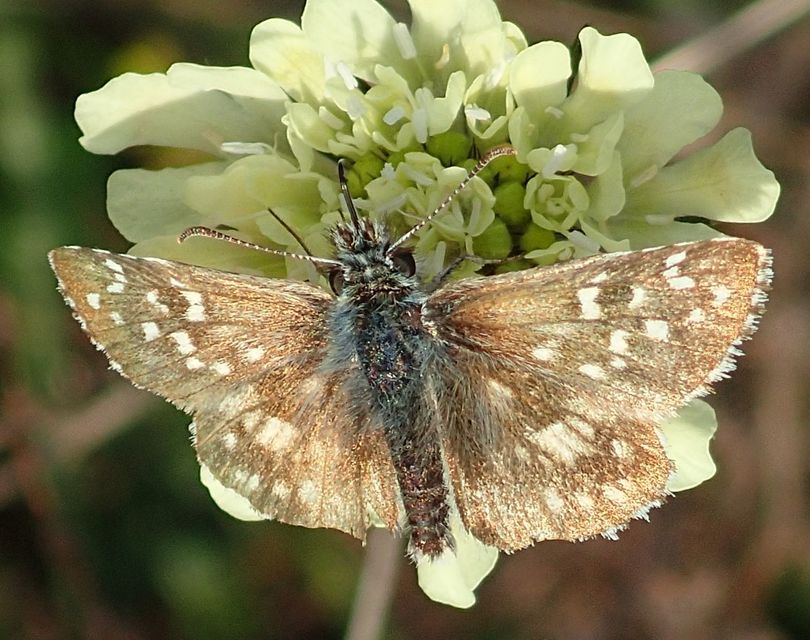 Pyrgus armoricanus - feles busalepke