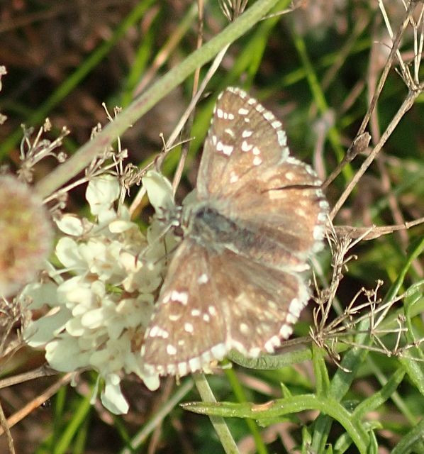 Pyrgus armoricanus - feles busalepke