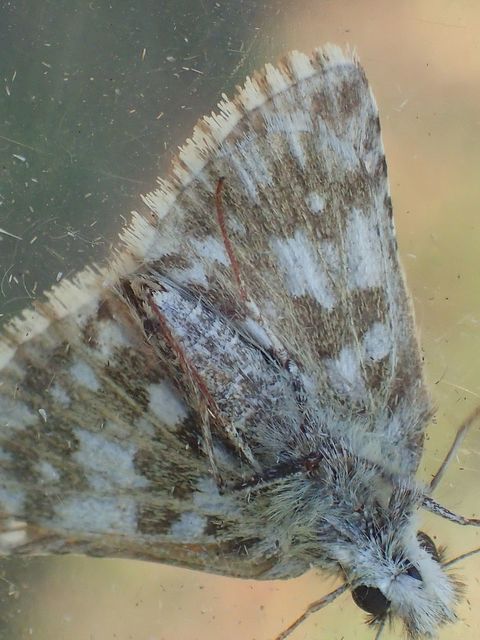 Pyrgus serratulae - homályos busalepke