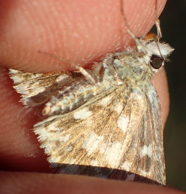 Pyrgus armoricanus - feles busalepke