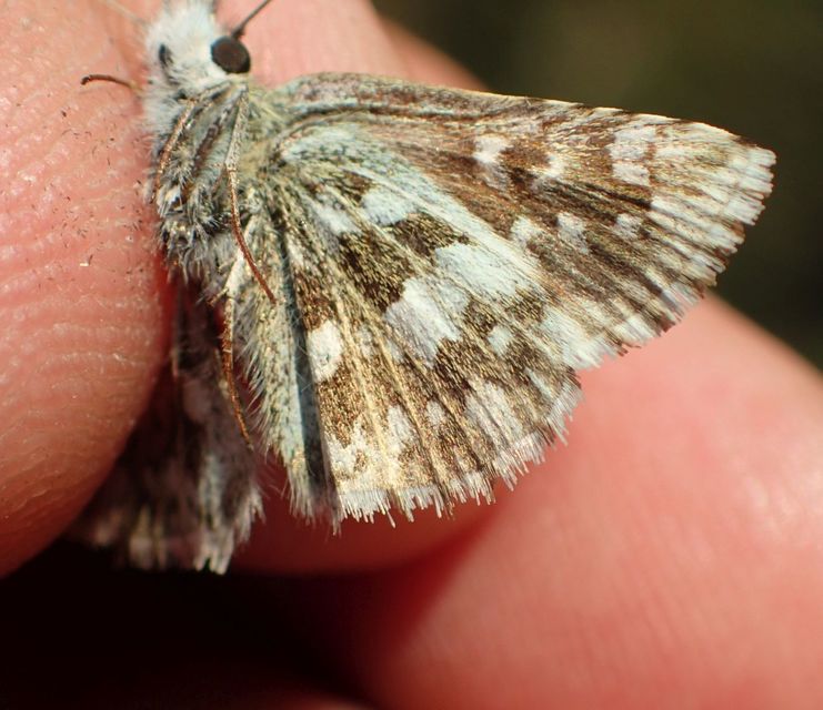 Pyrgus serratulae - homályos busalepke