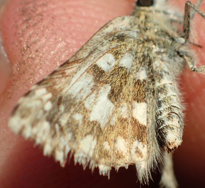 Pyrgus armoricanus - feles busalepke
