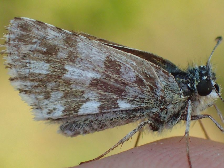Pyrgus serratulae - homályos busalepke