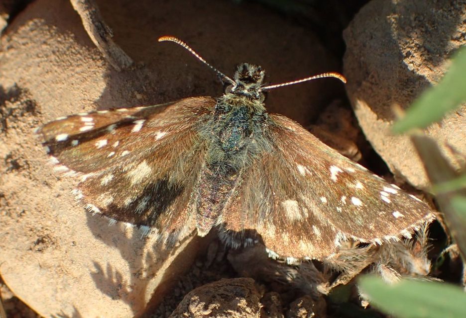 Pyrgus armoricanus - feles busalepke