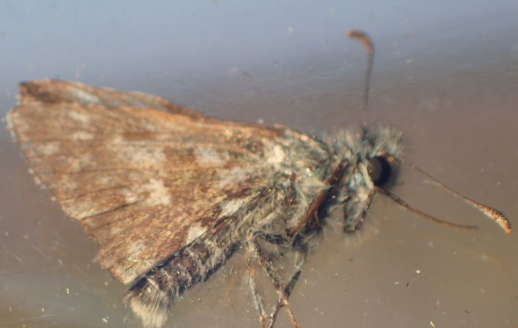 Pyrgus armoricanus - feles busalepke