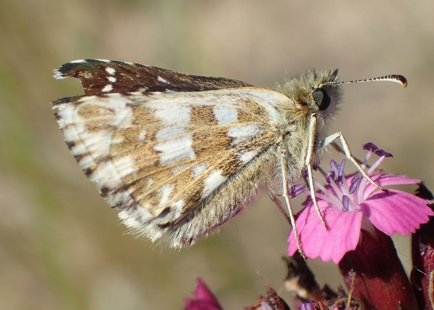 Pyrgus serratulae - homályos busalepke