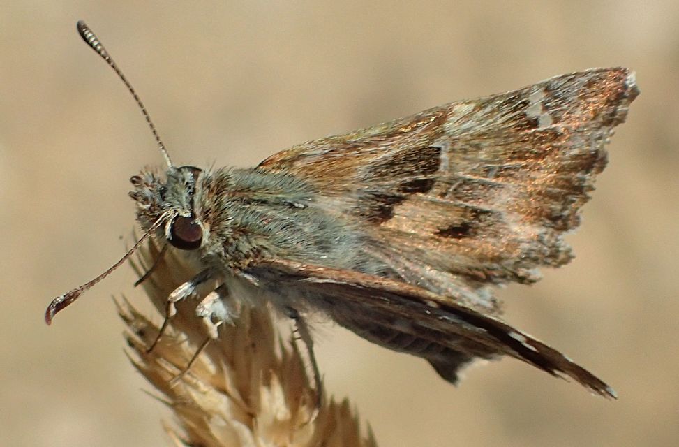 Carcharodus alceae - mályva-busalepke