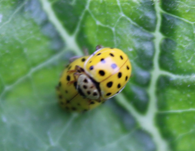 Psyllobora vigintiduopunctata - huszonkétpettyes katica