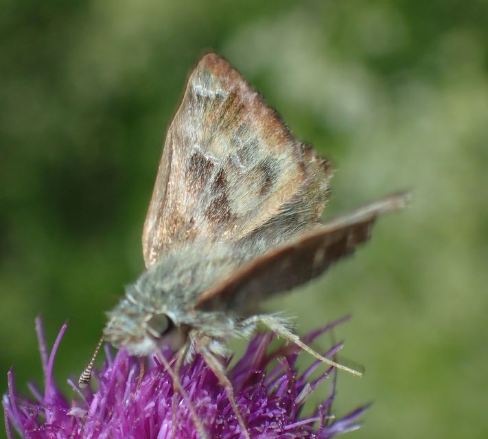 Carcharodus alceae - mályva-busalepke
