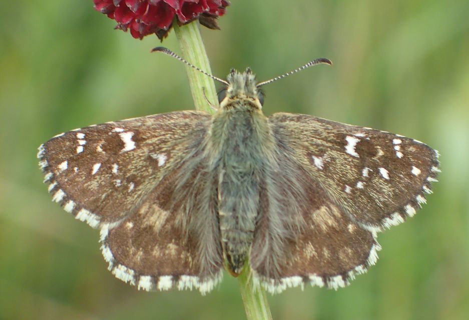 Pyrgus armoricanus - feles busalepke