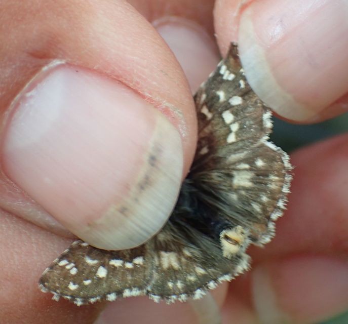 Pyrgus armoricanus - feles busalepke