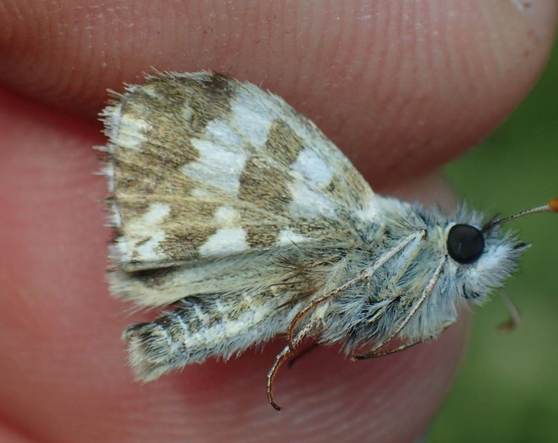 Pyrgus armoricanus - feles busalepke