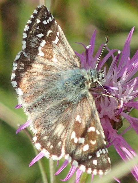 Pyrgus armoricanus - feles busalepke
