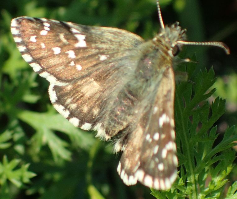 Pyrgus armoricanus - feles busalepke