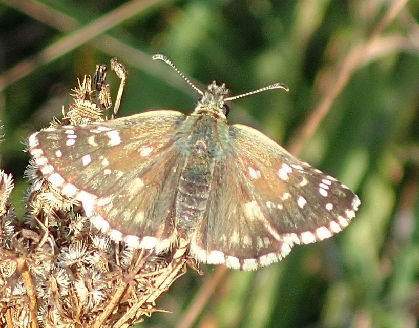 Pyrgus armoricanus - feles busalepke