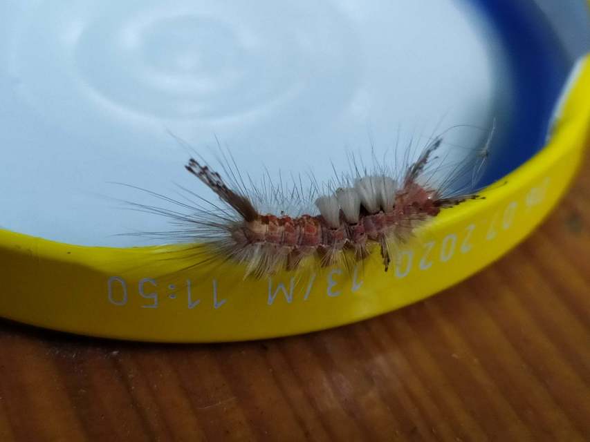Orgyia antiqua - rozsdabarna kisszövő