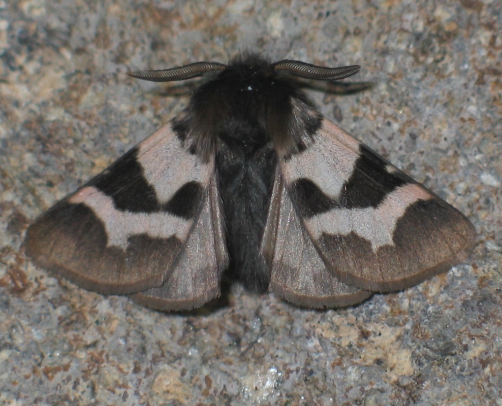 Watsonarctia deserta - tarka medvelepke