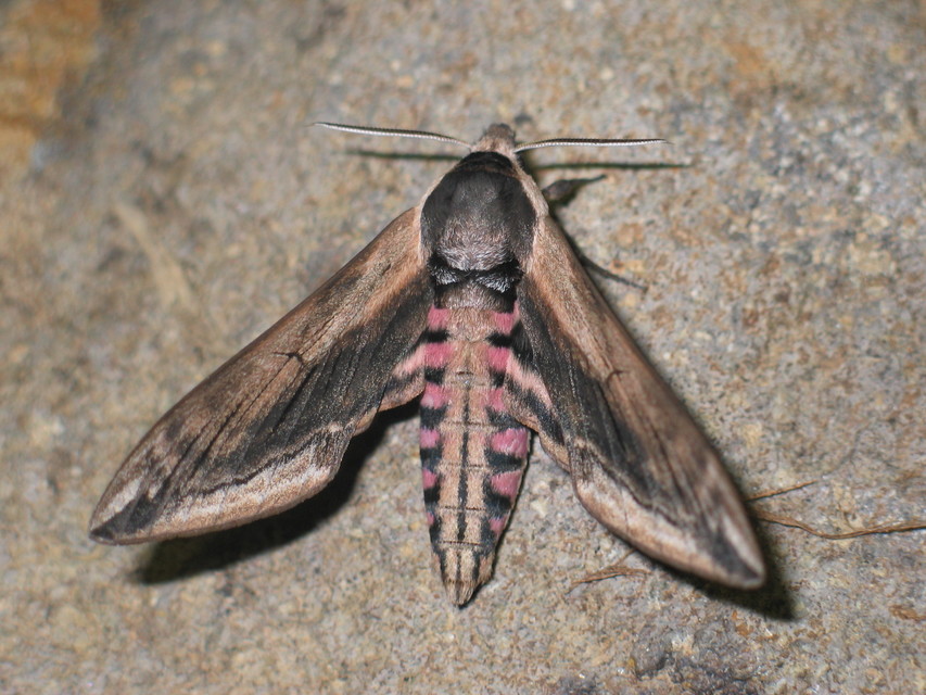 Sphinx ligustri - fagyalszender