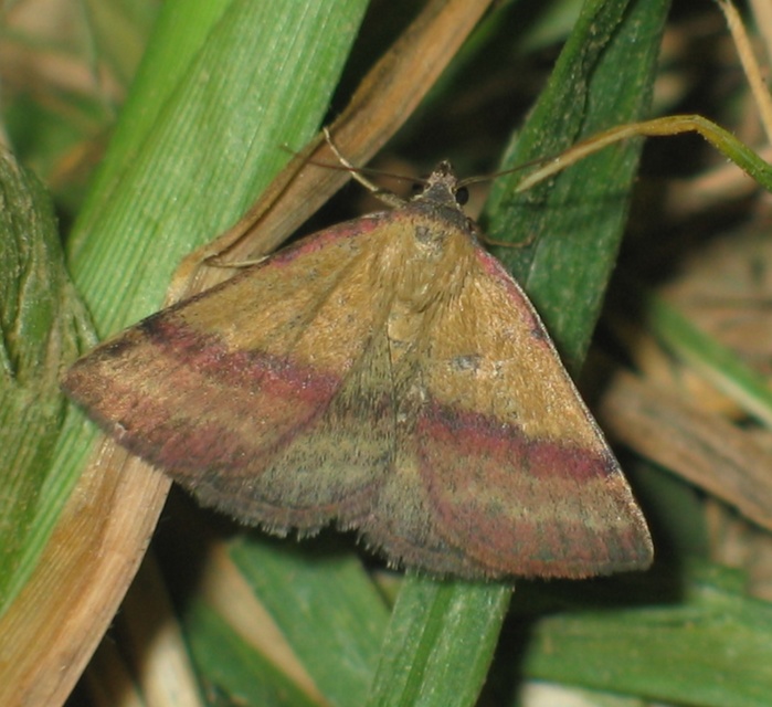 Phytometra viridaria - pirossávos bagoly