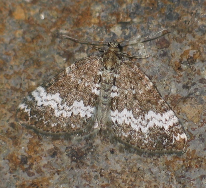 Perizoma alchemillata - árvacsalán-araszoló