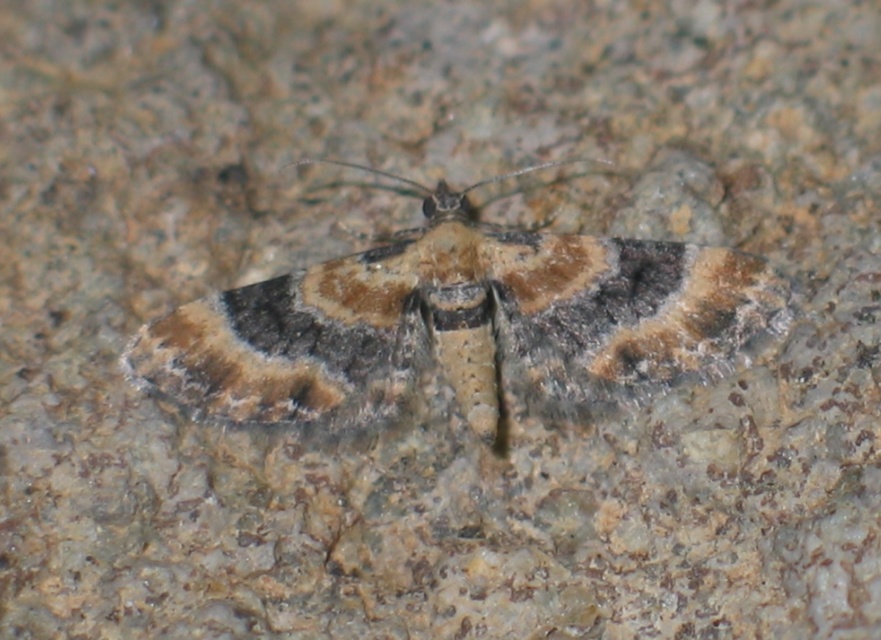 Eupithecia linariata - vonalas törpearaszoló