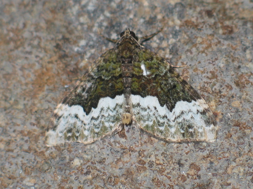 Euphyia biangulata - szegletes tarkaaraszoló