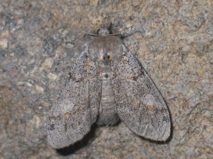Gynaephora fascelina - vesszős szövő