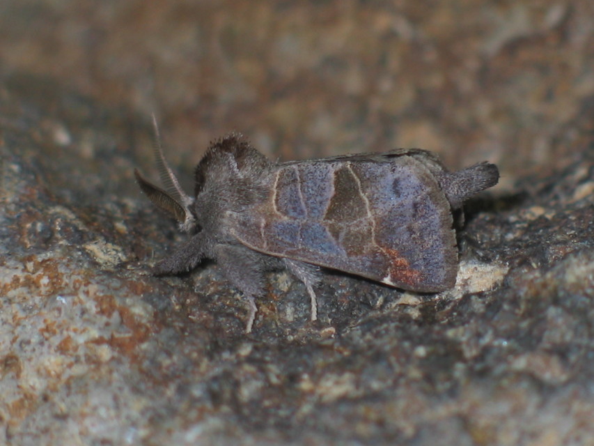 Clostera pigra - apró levélszövő