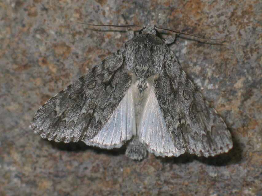 Acronicta aceris - vadgesztenye-szigonyosbagoly