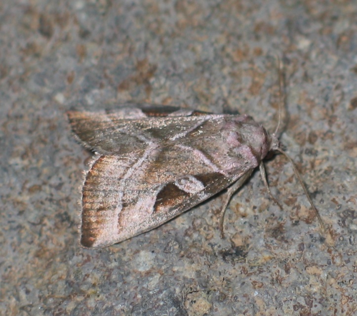 Eucarta virgo - mocsári ametisztbagoly