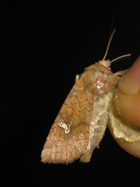 Amphipoea oculea - nagyfoltú lápibagoly