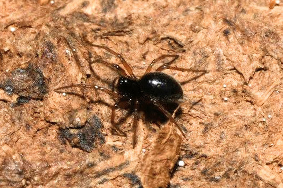 Linyphiidae - vitorláspókok