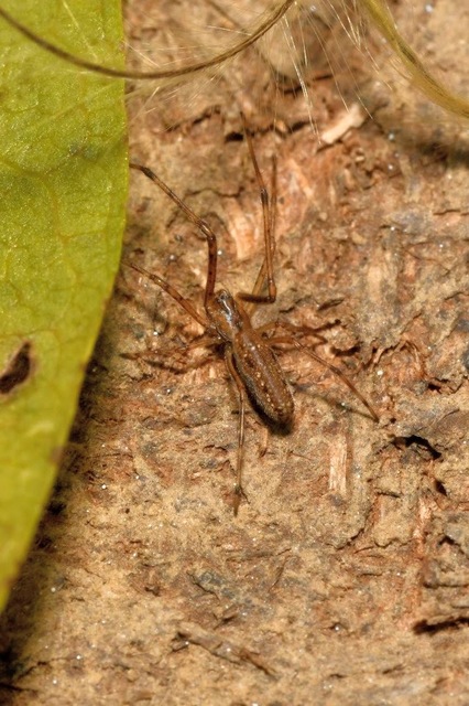 Tetragnatha