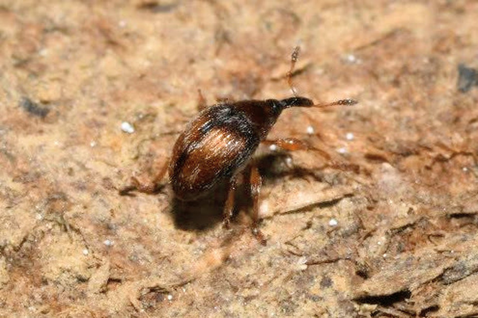 Nanophyes marmoratus - simacombú füzényormányos