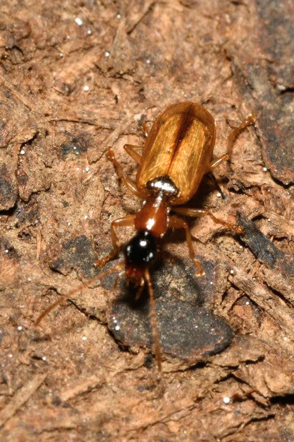 Demetrias atricapillus - buzogányfoltos nádfutó