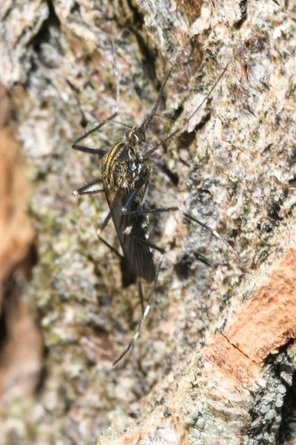 Aedes japonicus - japán bozótszúnyog