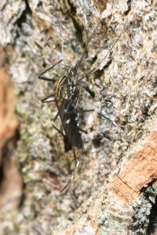 Aedes japonicus - japán bozótszúnyog