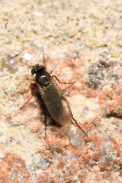 Phoridae - púposlégyfélék
