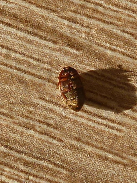 Attagenus smirnovi - afrikai szűcsbogár
