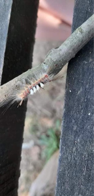 Orgyia antiqua - rozsdabarna kisszövő