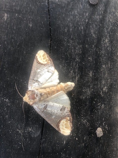 Phalera bucephala - sárgafoltos púposszövő