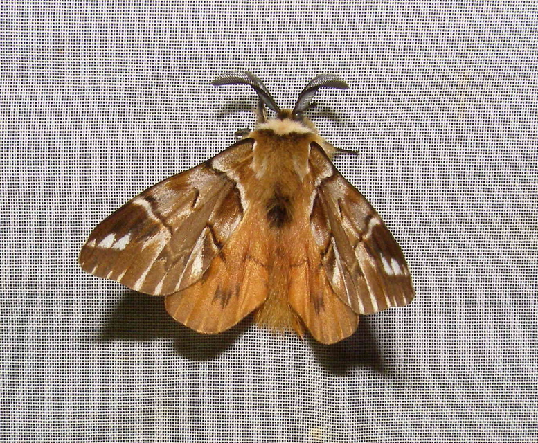 Endromis versicolora - tarkaszövő